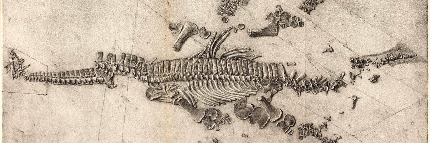 FinToLimb's profile banner image