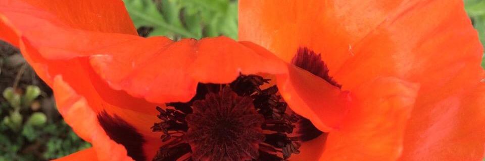 Ashley Nichols, MD FAAHPM banner