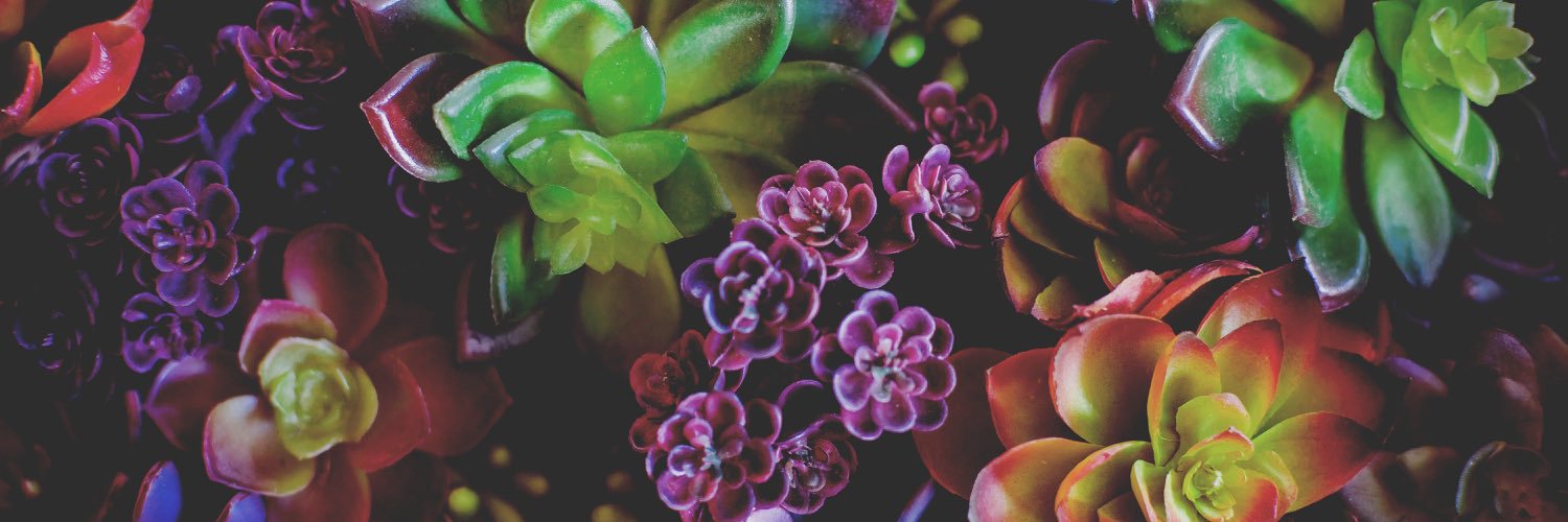 Vanessa banner