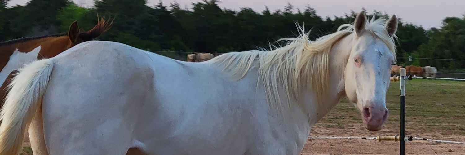 ShoeHolly's profile banner image