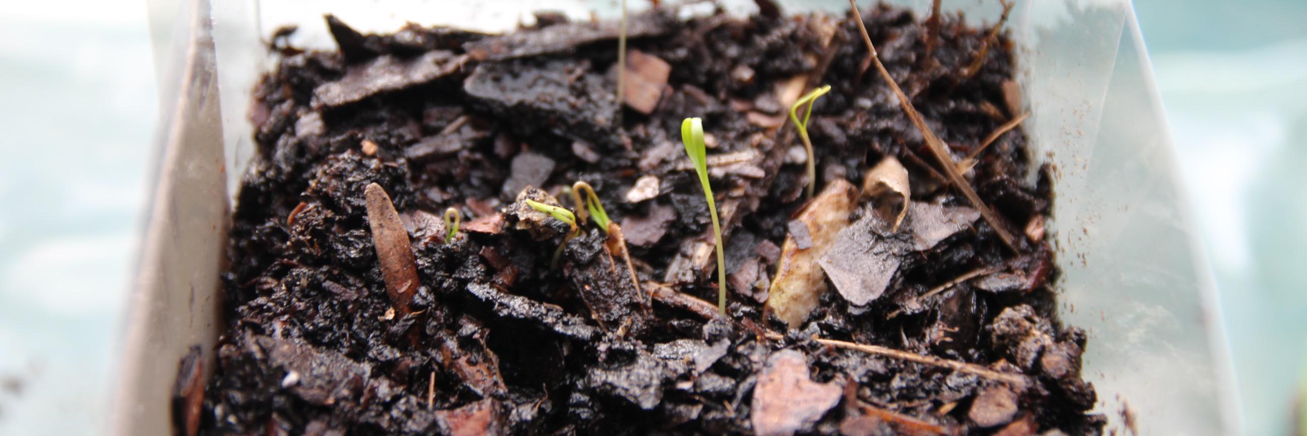 crocus_pocus's profile banner image