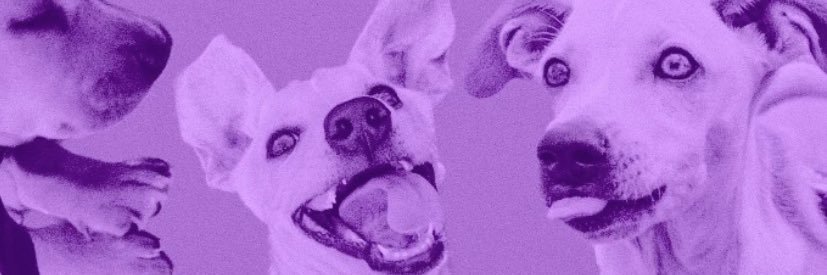 lgtorress's profile banner image