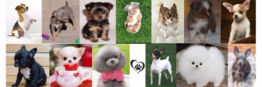 LoveToyDogs's profile banner image