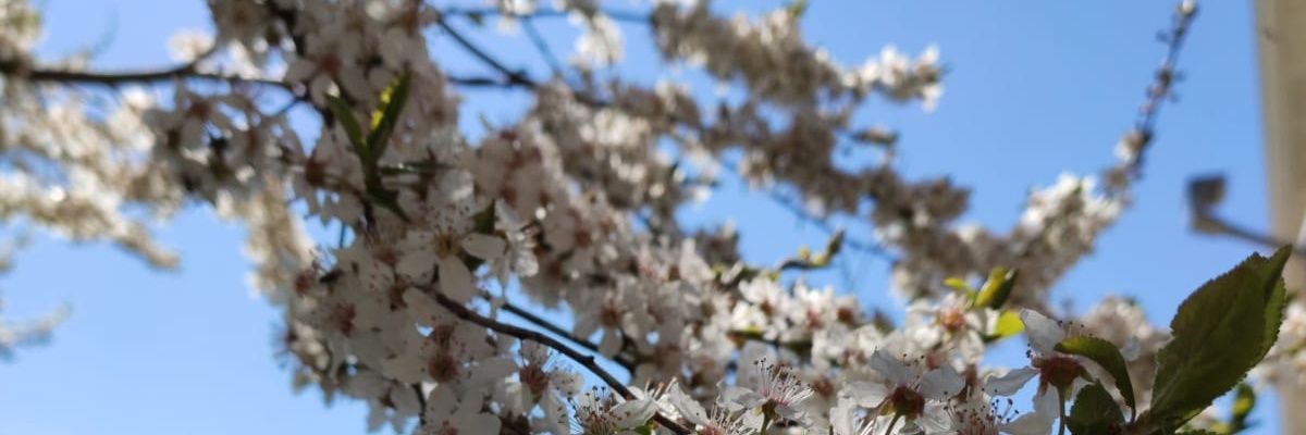 Bluruto's profile banner image