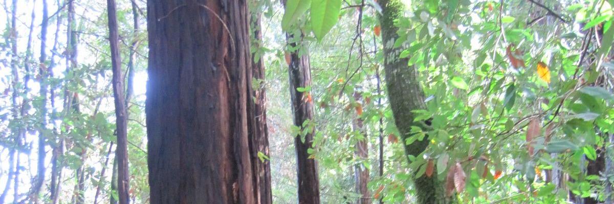 Naomi Ackerman banner