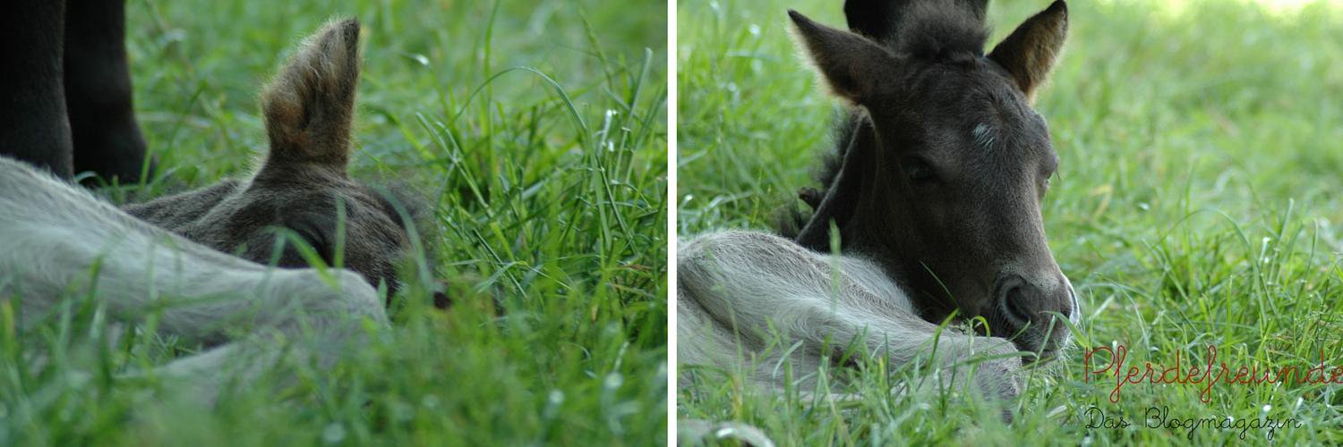 Pferdefreunde2's profile banner image