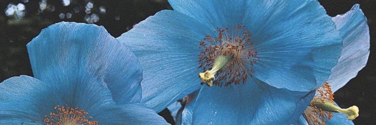 Anne Vaudoyer banner