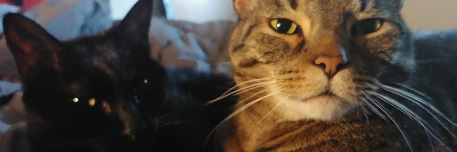 Beatrice Q Pantsington Esq. banner
