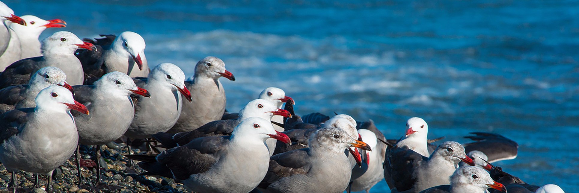 PacificSeabirds's profile banner image