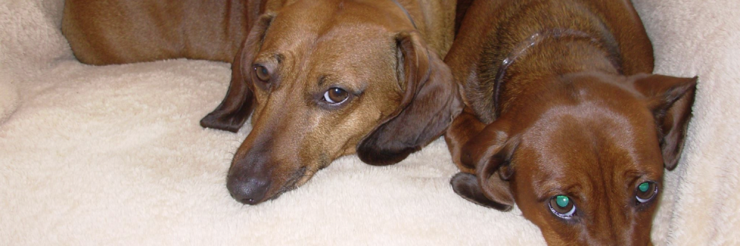 Jane Blystone, PhD, MJE banner