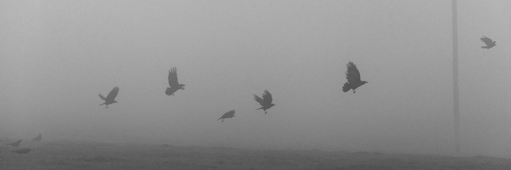 The Crows Fly banner