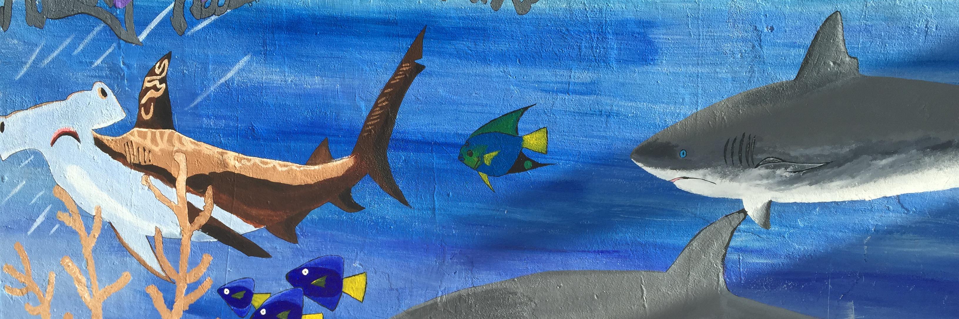 SharkDefenders's profile banner image