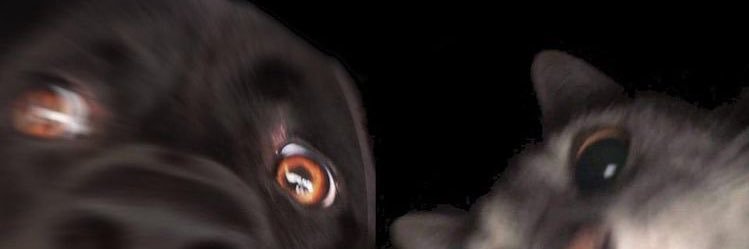 ponteetruchaa's profile banner image