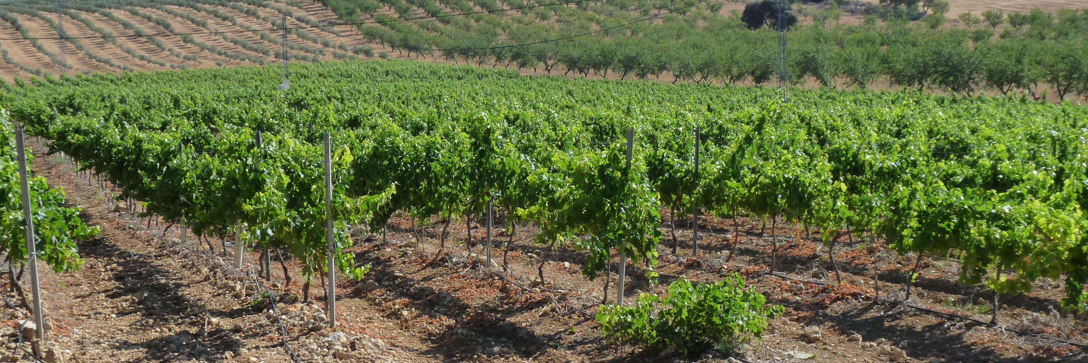 Bodegas Fontedei banner