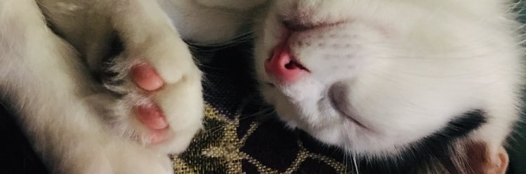 Lirael4's profile banner image