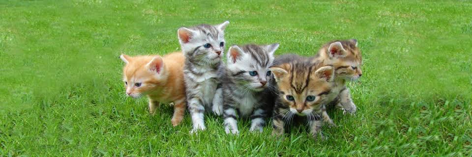 MeowPosts's profile banner image