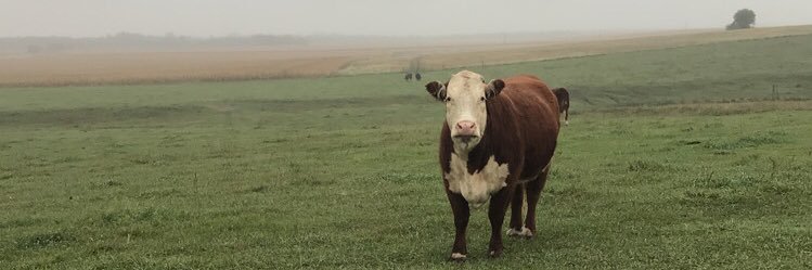 llesliecarroll's profile banner image