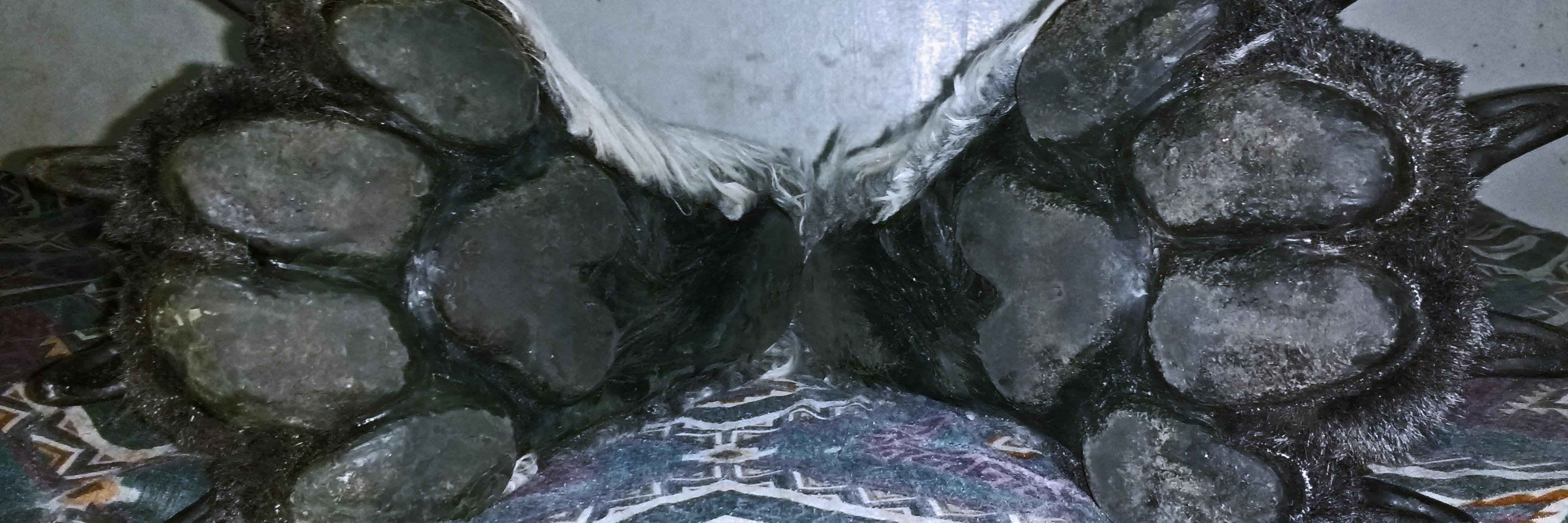 FursuitFeets's profile banner image