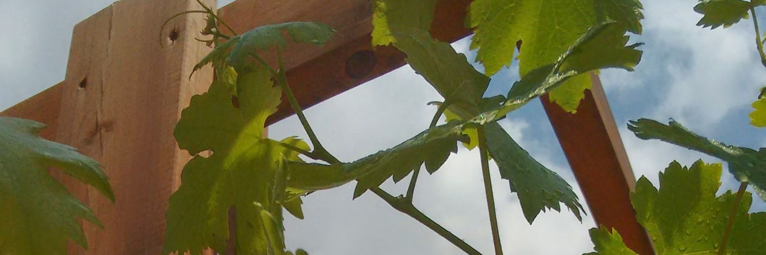 מלאך בחול banner