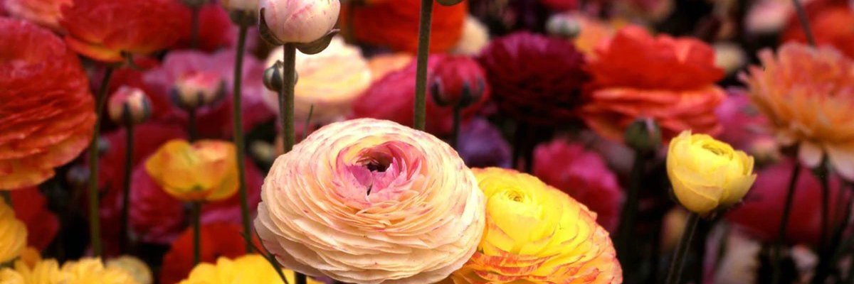 GiuCapitanelli's profile banner image