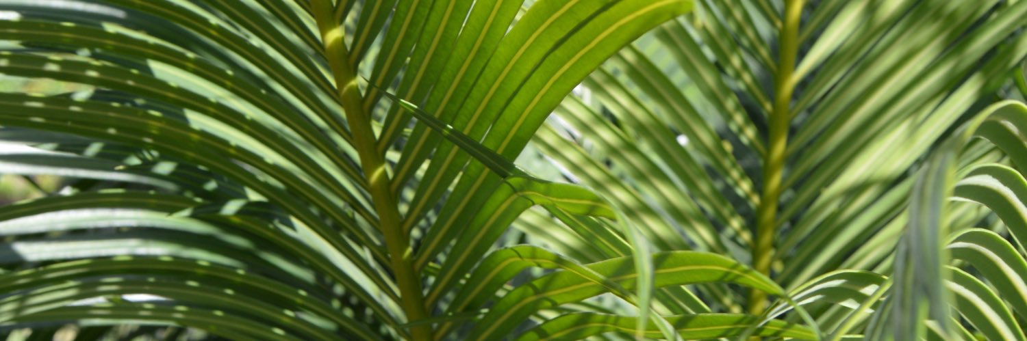 dafifz's profile banner image