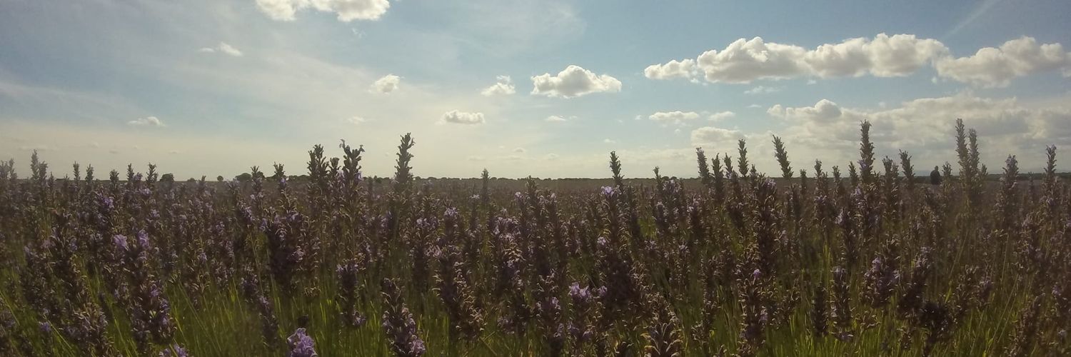 petuniaestaaqui's profile banner image