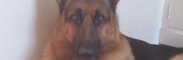 Piter banner