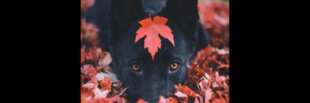 TroyWaymon's profile banner image