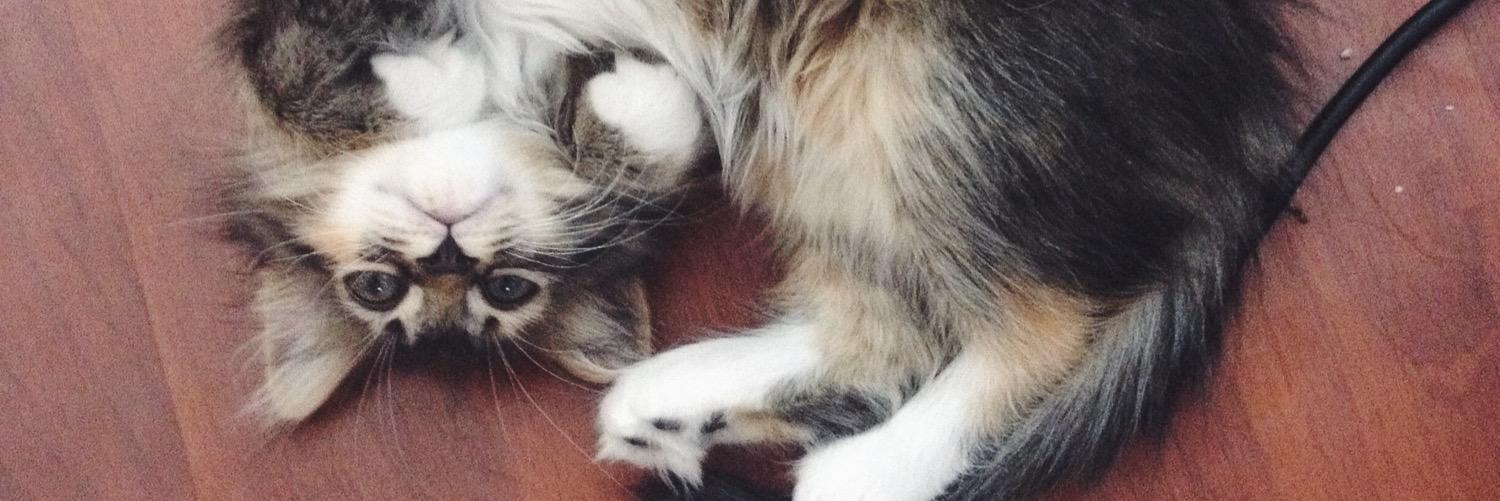kattnova's profile banner image