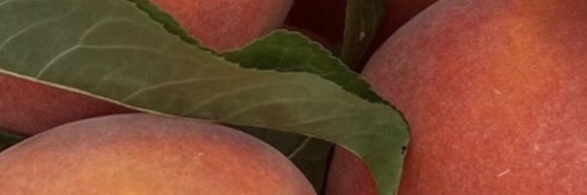 Charrrrr 🍄 banner