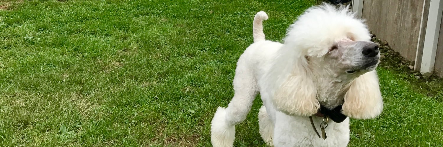 showgirl simon banner