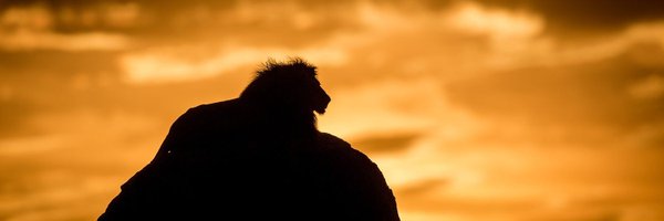 manjoro_the1 Profile Banner