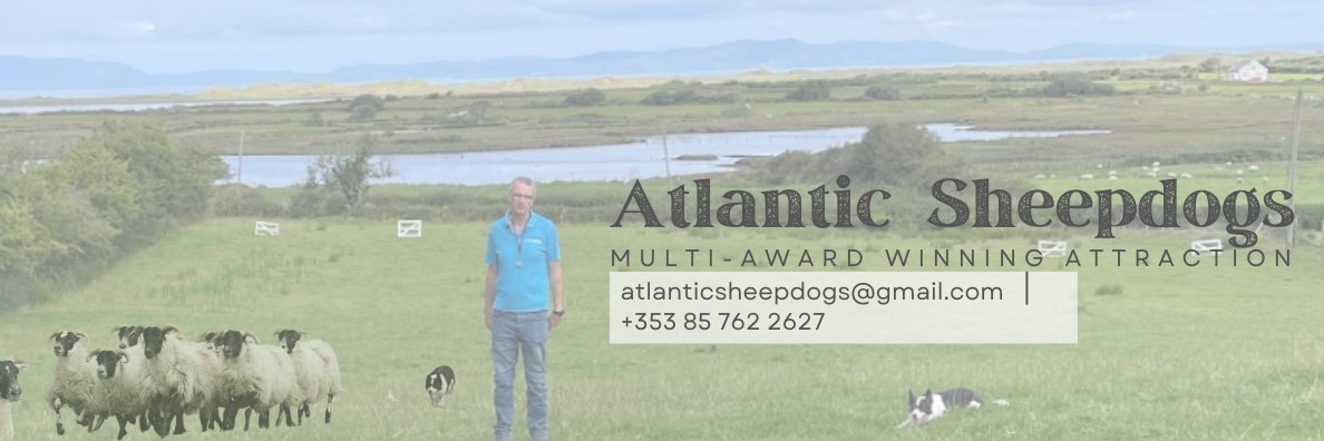 AtlantSheepdogs's profile banner image