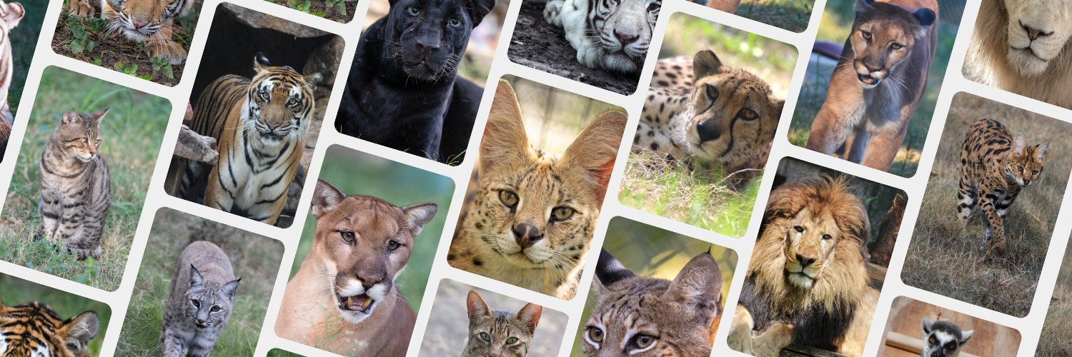 In-Sync Exotics banner