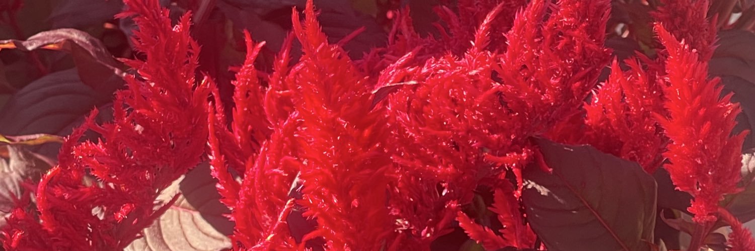 Dr Sameer Kaul banner