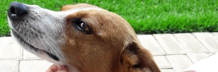 Freitasguga1's profile banner image