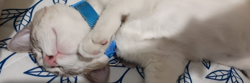 ValentinaZea98's profile banner image