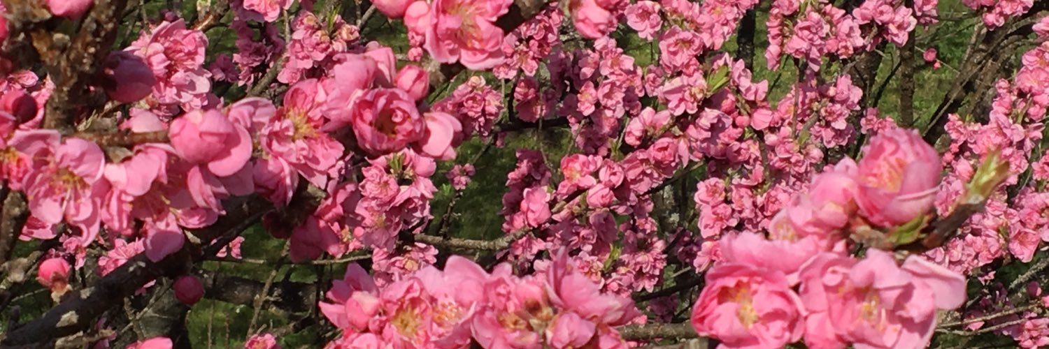 ysykimura's profile banner image