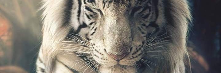 Yermaa_'s profile banner image