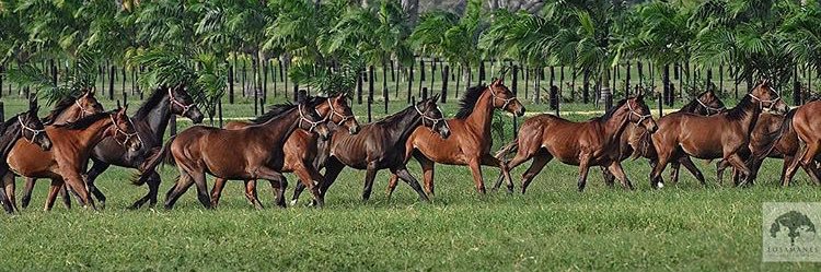 Haraslossamanes's profile banner image
