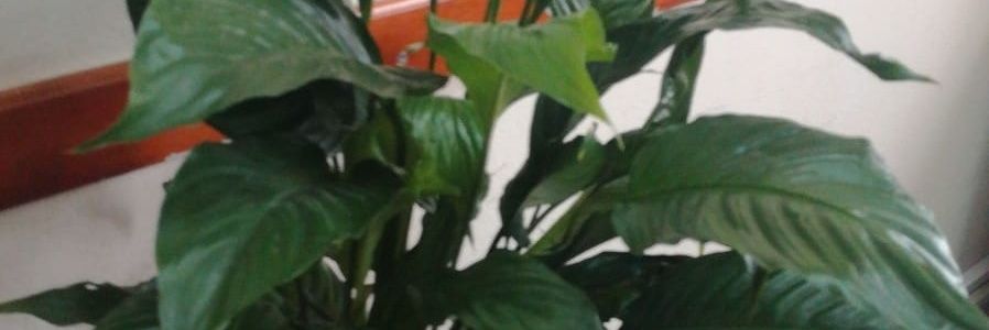 vedatsel's profile banner image