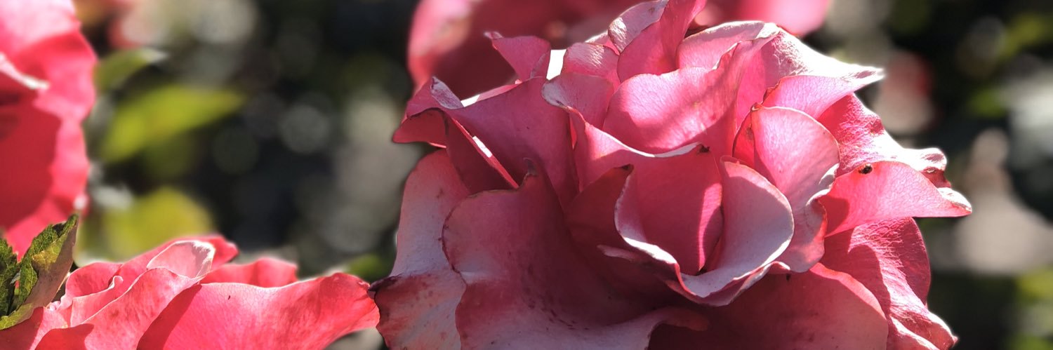 maria_pdj's profile banner image