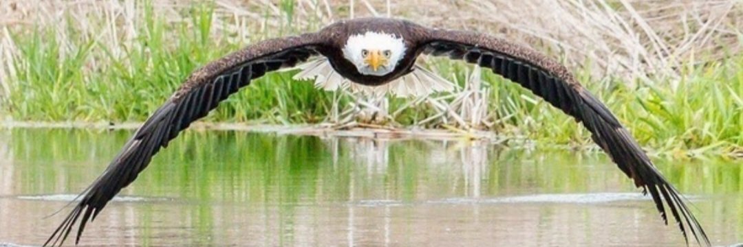 Beatriz🦅🖤💛 banner