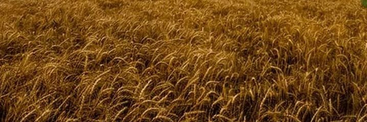 locutorjoca's profile banner image