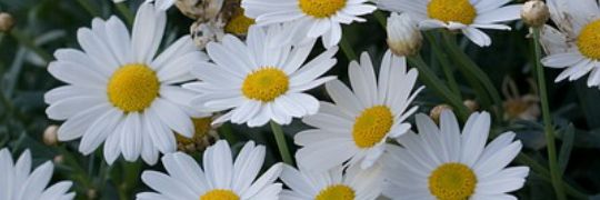 CYNTHIA1046's profile banner image