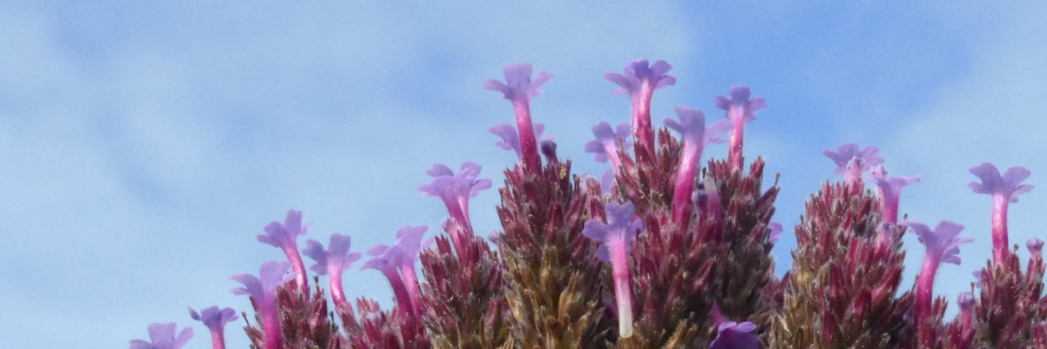 bechmoser's profile banner image