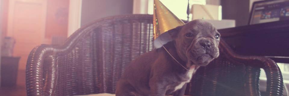frenchiefelipe's profile banner image