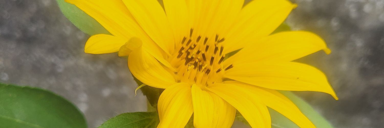 gonzerely's profile banner image