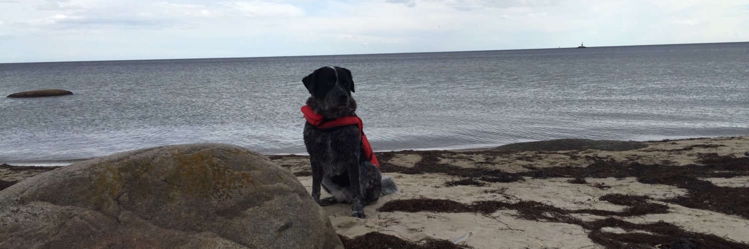 schusselhund's profile banner image