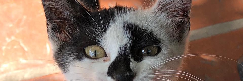 RenataSchab's profile banner image